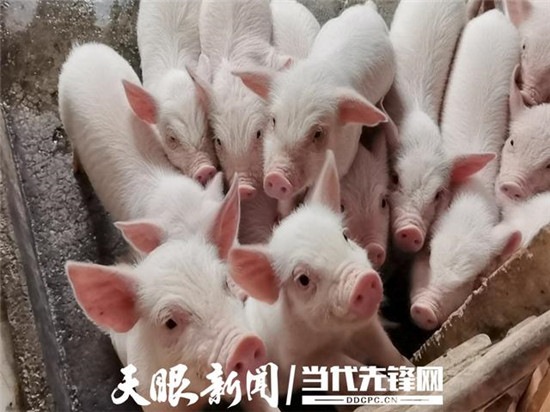 身残志更坚养猪奔小康丨剑河县柳川镇加禾村村民黄庆梅