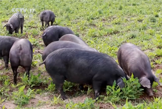 “康庄”养猪之路,一年销售额2600多万元!新式养猪人典范!