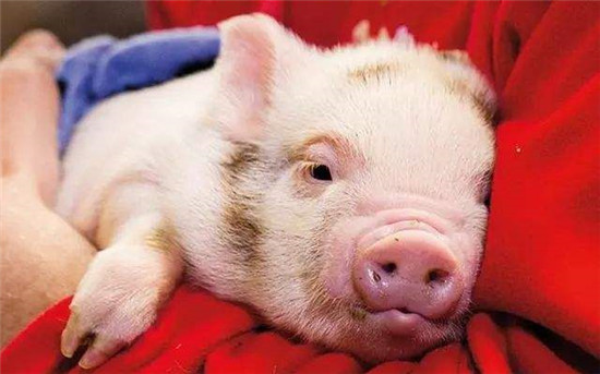 我家生猪存栏已超百头 天柱县远口镇广溪村村民 龙连福