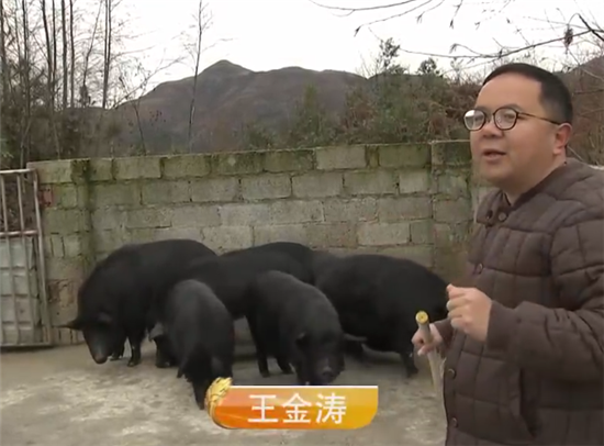 年薪60万白领回乡养猪!电子游艺网站
存栏破万,其中母猪3500头!