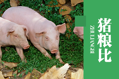 2021年01月13日猪粮比:生猪价格及玉米批发价格