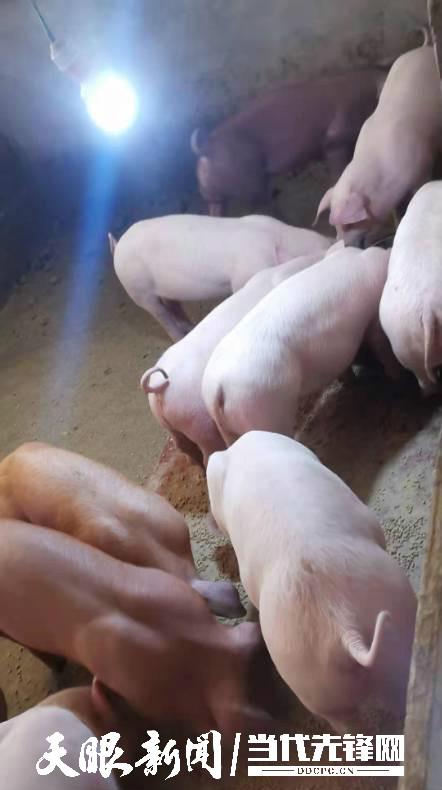 养猪致富奔小康丨黎平县水口镇归双村村民吴全海