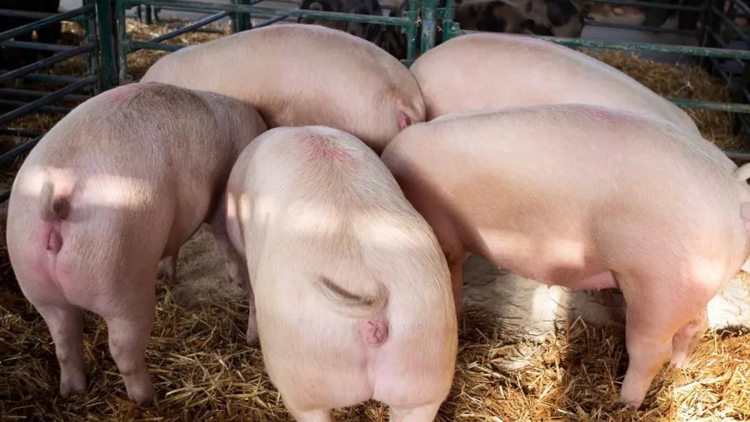 便宜的兽药原粉真的比兽药制剂更划算吗?