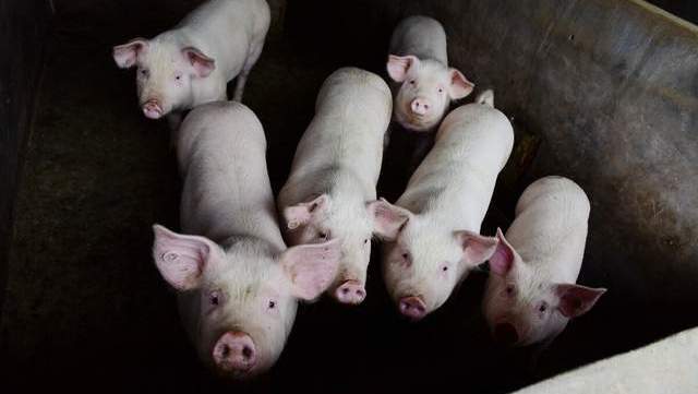 杨顺扣:搬出穷深山 养猪巧致富