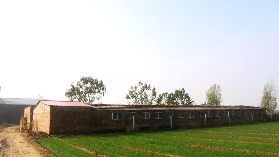 从生活举步维艰到走向小康,他的养猪致富经值得我们一看!