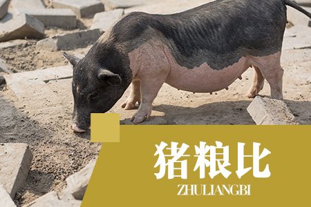 2021年04月14日猪粮比:生猪价格及玉米批发价格