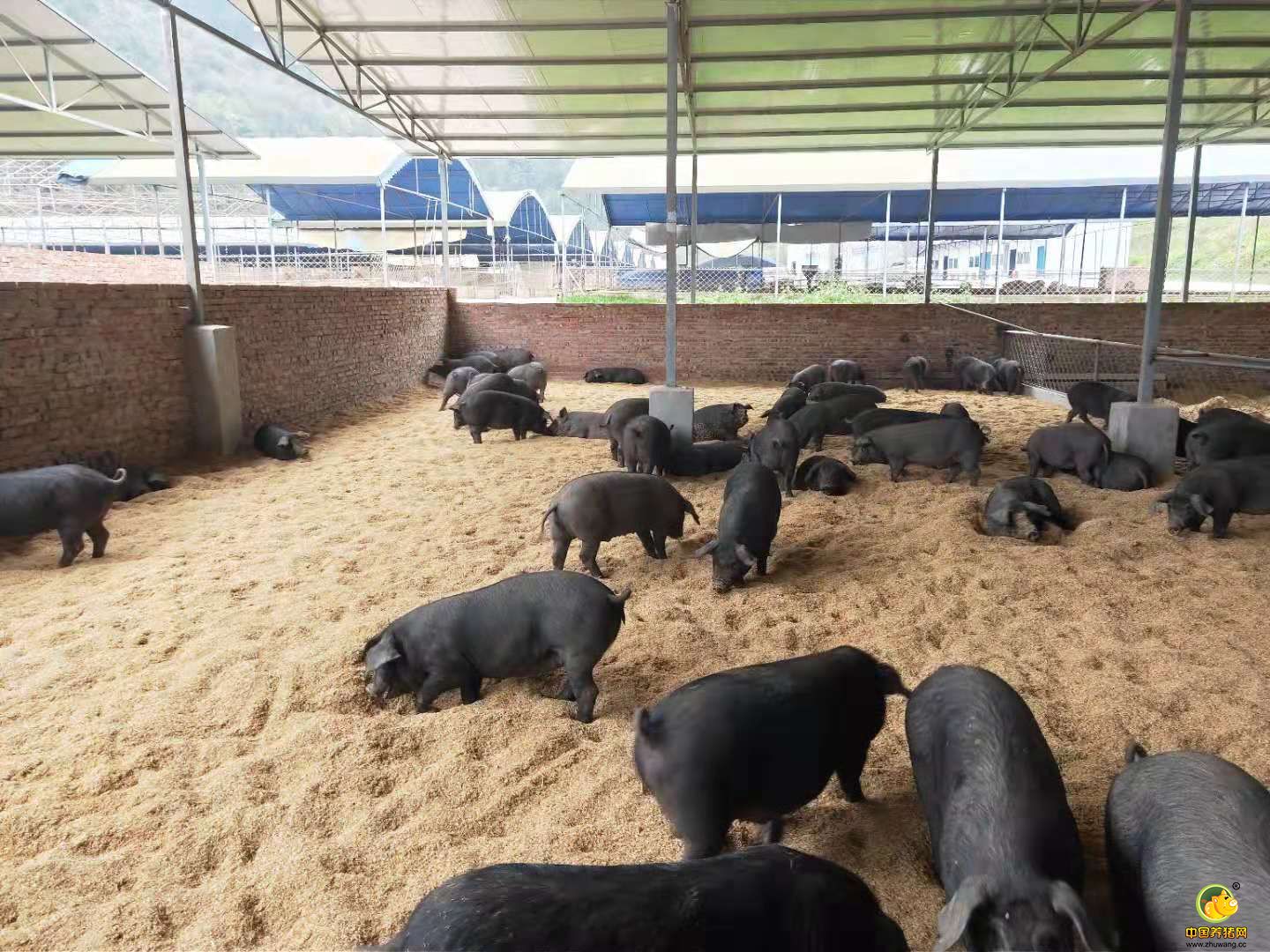 如何制作发酵床养猪,能够节粮抗病促生长