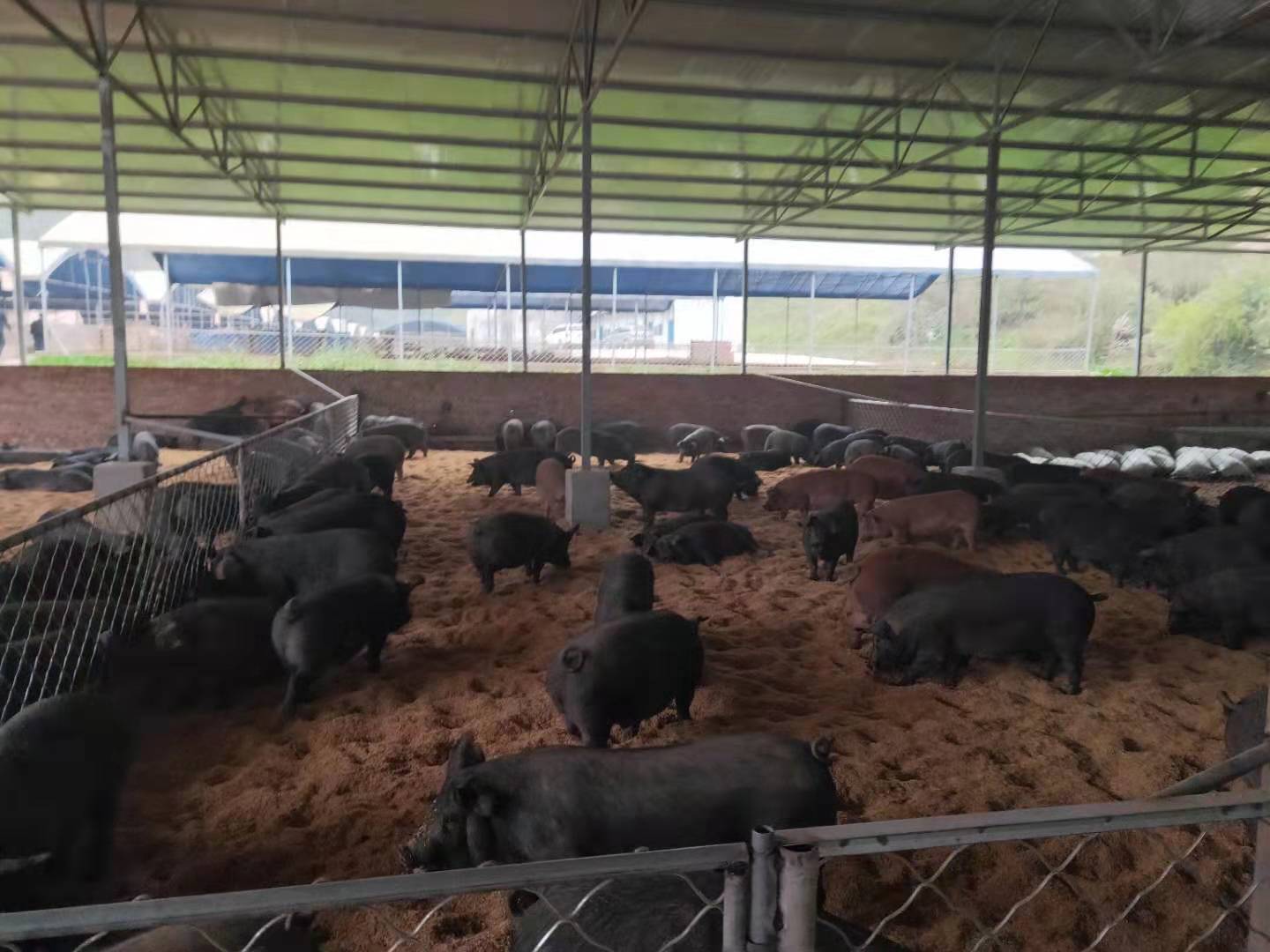 泓农生物|传统养猪环保不达标,1500头猪如何实现零排放