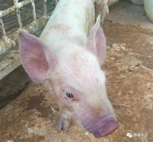 蓝耳病在猪群各个阶段的不同表现你知道吗?终于找到好的解决办法!