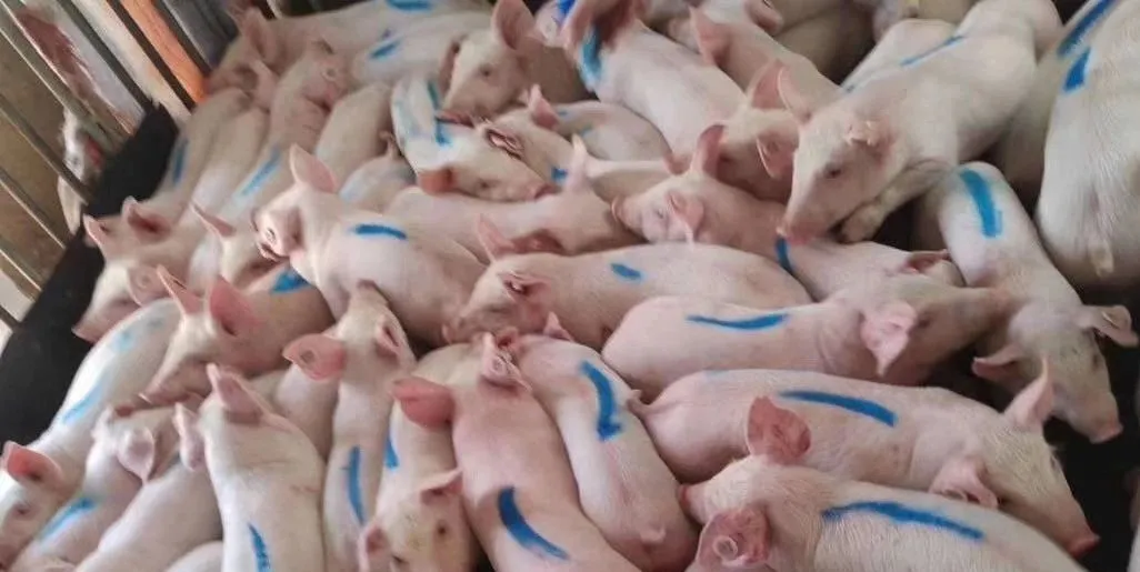 【蓝耳病研究】“蓝耳”的实质是肺源性心脏病