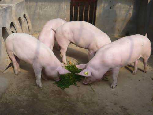 【蓝耳病症状】猪蓝耳病症状表现及防治