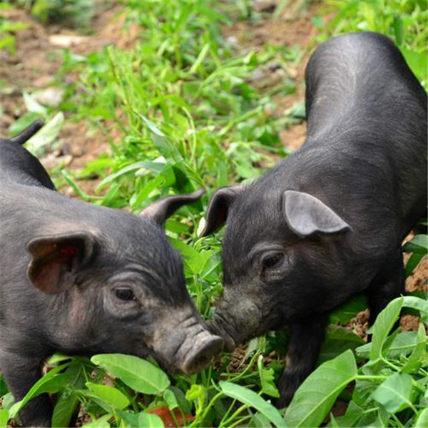 【蓝耳病研究】猪蓝耳病与肺泡巨噬细胞研究进展