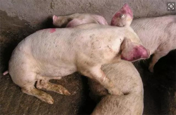 【蓝耳病防控】如何做好蓝耳病防疫