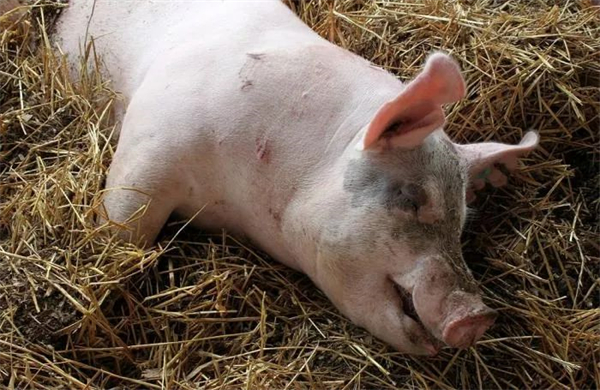 中国蓝耳病进化动态