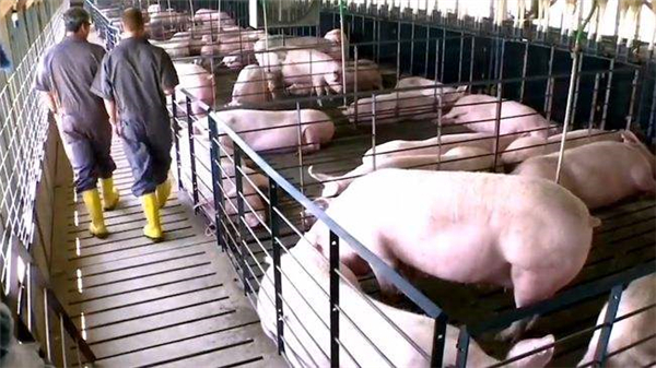 猪繁殖与呼吸综合征的研究进展及防控措施