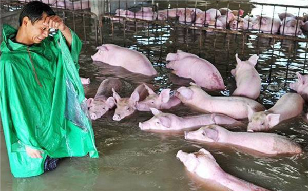 非洲猪瘟检测中的常见问题与分析