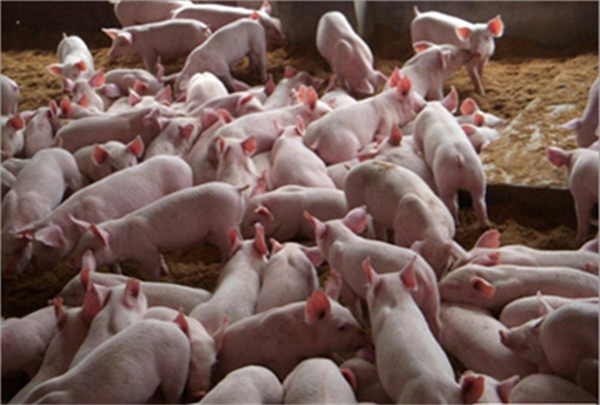 养猪技术·看猪皮肤颜色识猪病
