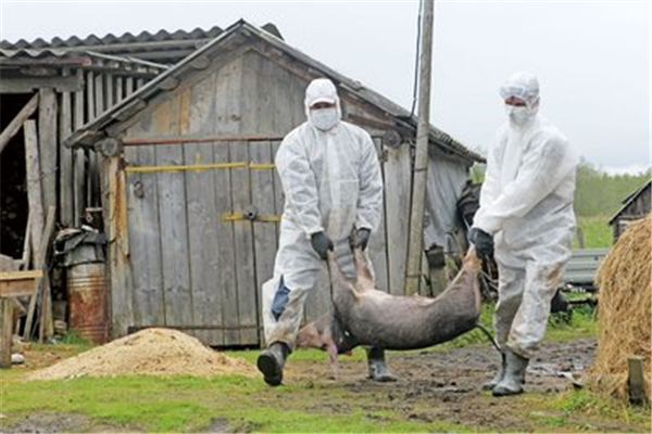 附红细胞体 一招解决#猪病 #养猪 #电子游艺网站
#养猪技术 #猪价分析