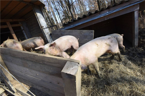 多地发病,提前预防,蓝金套,#养猪 #猪病 #养猪技术 #猪价行情