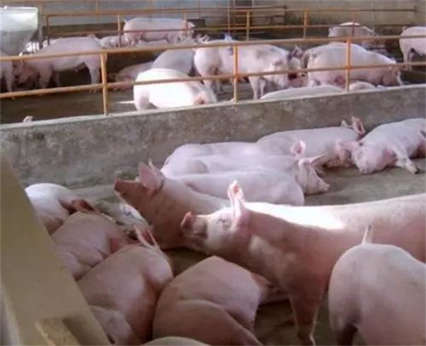 母猪分娩前是否需要多垫草?这一点很重要