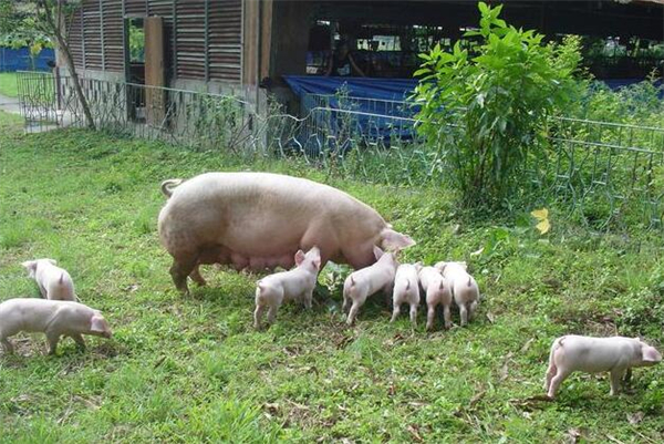 夏季母猪如何饲养?夏季母猪为何炎症多?