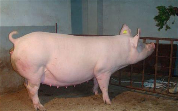 母猪产后减食、奶少咋办?应对措施都在这里