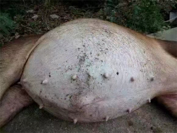 致死率可达100%,夏季母猪胀气怎么办?有没有特效药?