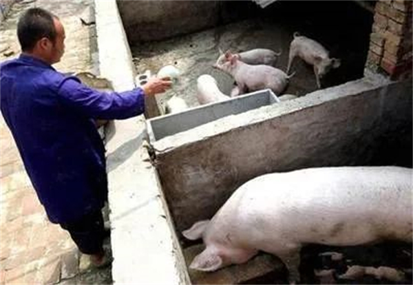 患此病后会引起母猪流产,该如何防治?