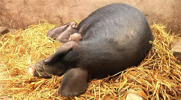 子宫内膜炎会引起那些问题?如何预防呢?