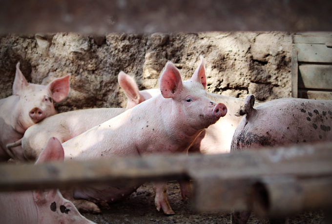 如何避免母猪化胎?避免母猪化胎的饲养管理要点全在这里了