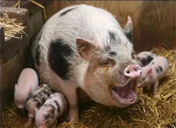 母猪排毒保肝提高健康度,才是多产仔的关键!国外如何保护母猪的肝脏?