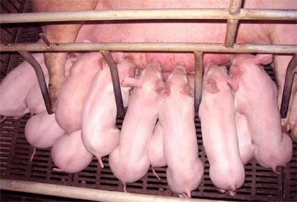 如何保护母猪肝脏健康?本文给你专业解答