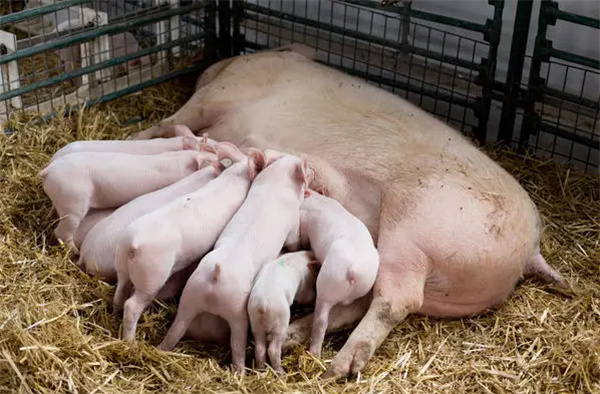 中国电子游艺网站下载安装