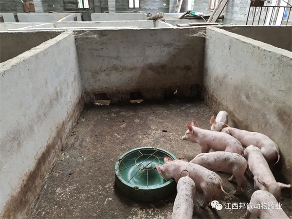 仔猪怎样度过断奶适应期?这几方面做好,顺利度过断奶期