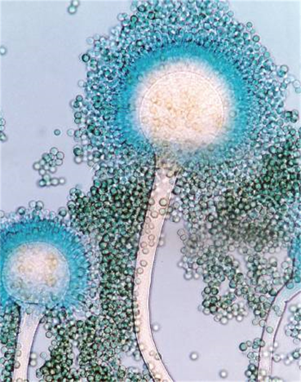 中国电子游艺网站下载安装