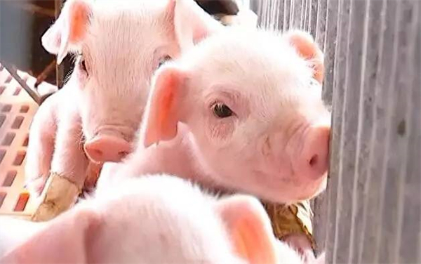 仔猪如何饲养?要做好哪些管理?