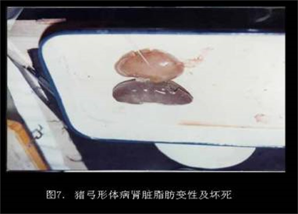 母猪产下死胎是怎么回事? 鉴别诊断母猪发生死胎原因