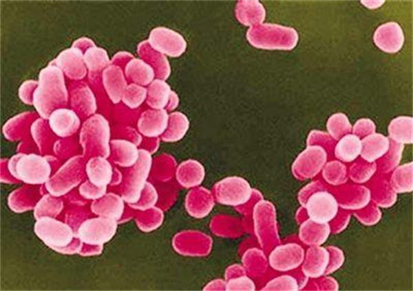 母猪好,好一窝!母猪关节肿胀、传染性流产,如何防治?