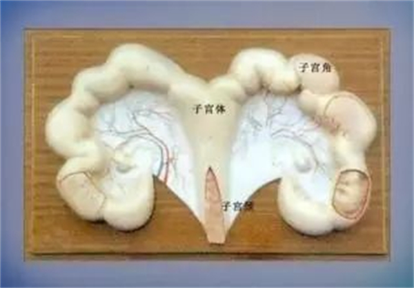 母猪子宫收缩无力是什么原因造成的,应该怎样解决?