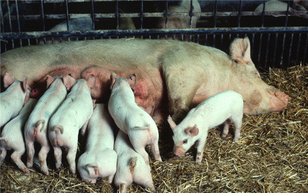 母猪顺产可以分为几个阶段,分别需要注意哪些细节?