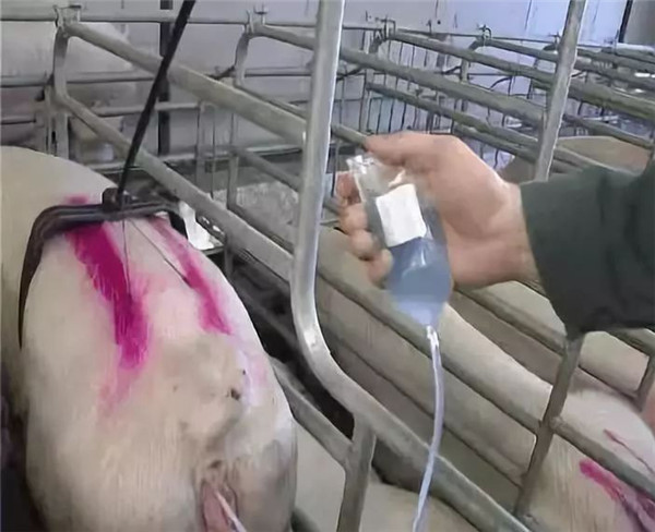 给母猪输液需要知道的几个原则,你都清楚吗?