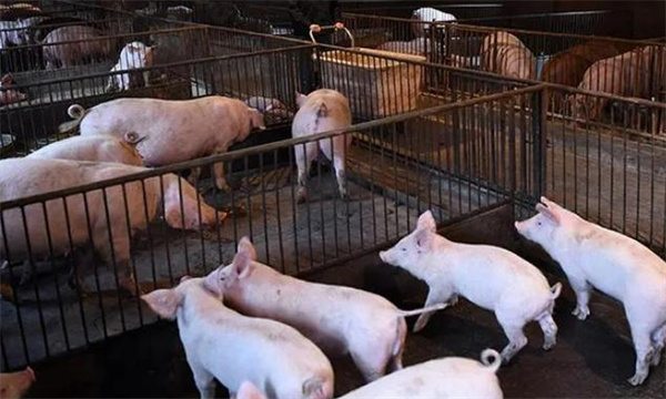 如何尽早发现病猪及异常猪?你得这样做