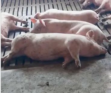 母猪哺乳期采食下降怎么办?如何提高仔猪断奶重?