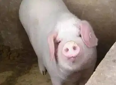 母猪可以长期在产床吗?会导致母猪出现瘫痪?