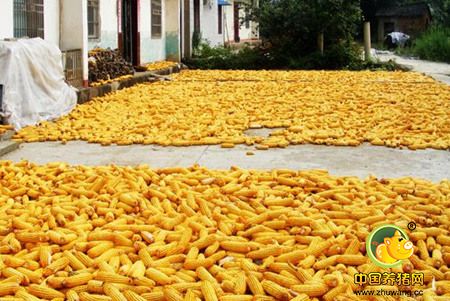 玉米、豆粕价格涨跌谁说了算?