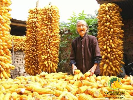 玉米市场“风云诡谲” 或降到0.7元以下!