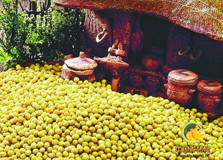 对美农9月大豆供需报告的解读 后期需求可能并不乐观!