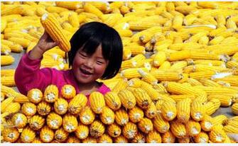 玉米价格会不会大跌? 看国务院的专业人士怎么说