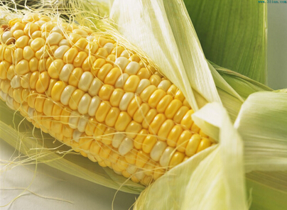 国内玉米市场压力持续增长 深加工企业如何应对?