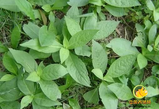 猪饲料中使用的主要原料包括哪些?